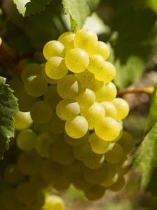 Ripe Chardonnay grapes growing in Burgundy. Photo by The Bourgogne Wine Board (BIVB).