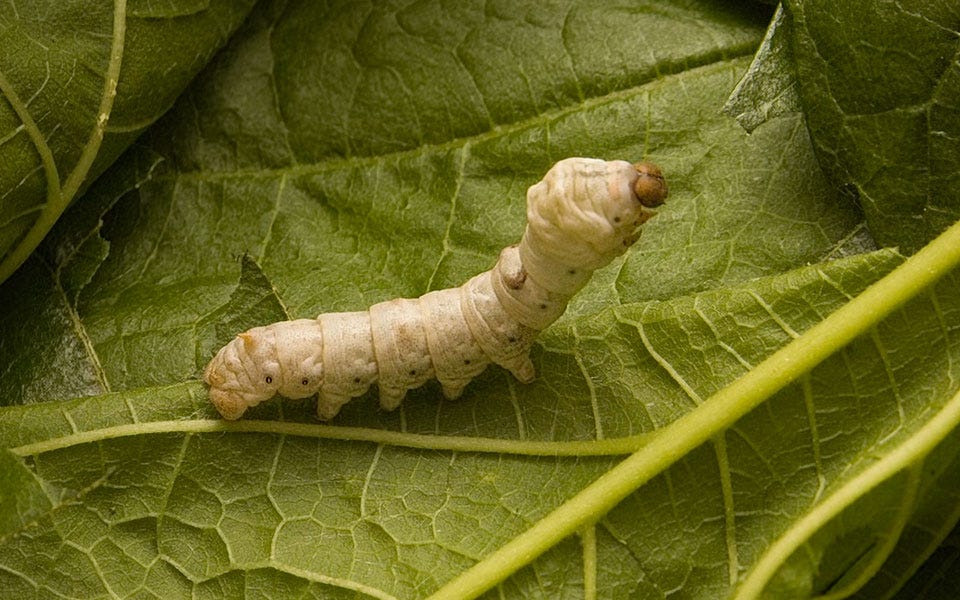 The History of Silkworms