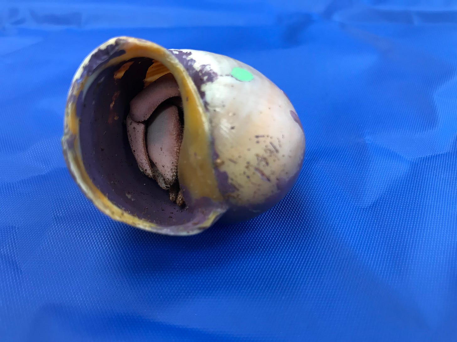 Hermit crab pink after molting