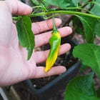 A Brooklyn backyard garden tour 