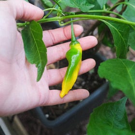 A Brooklyn backyard garden tour 