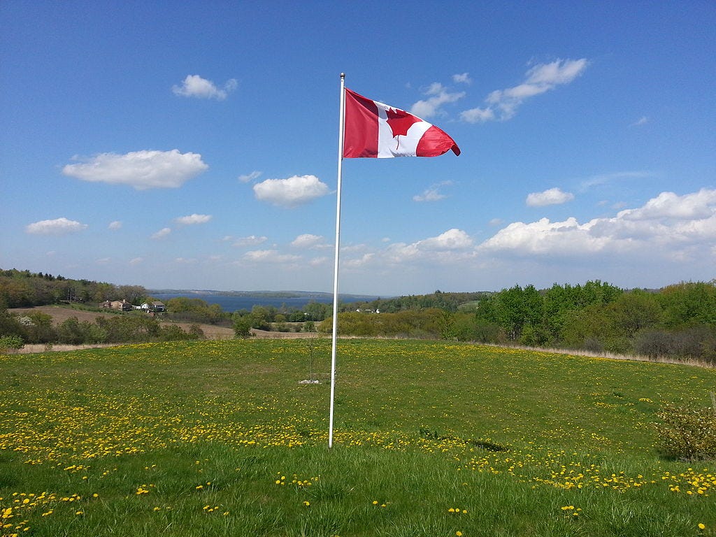 Canadian flag on a flagpole planted in a wide-opne field with yellow flowers and green grass and a lake in the distant background.