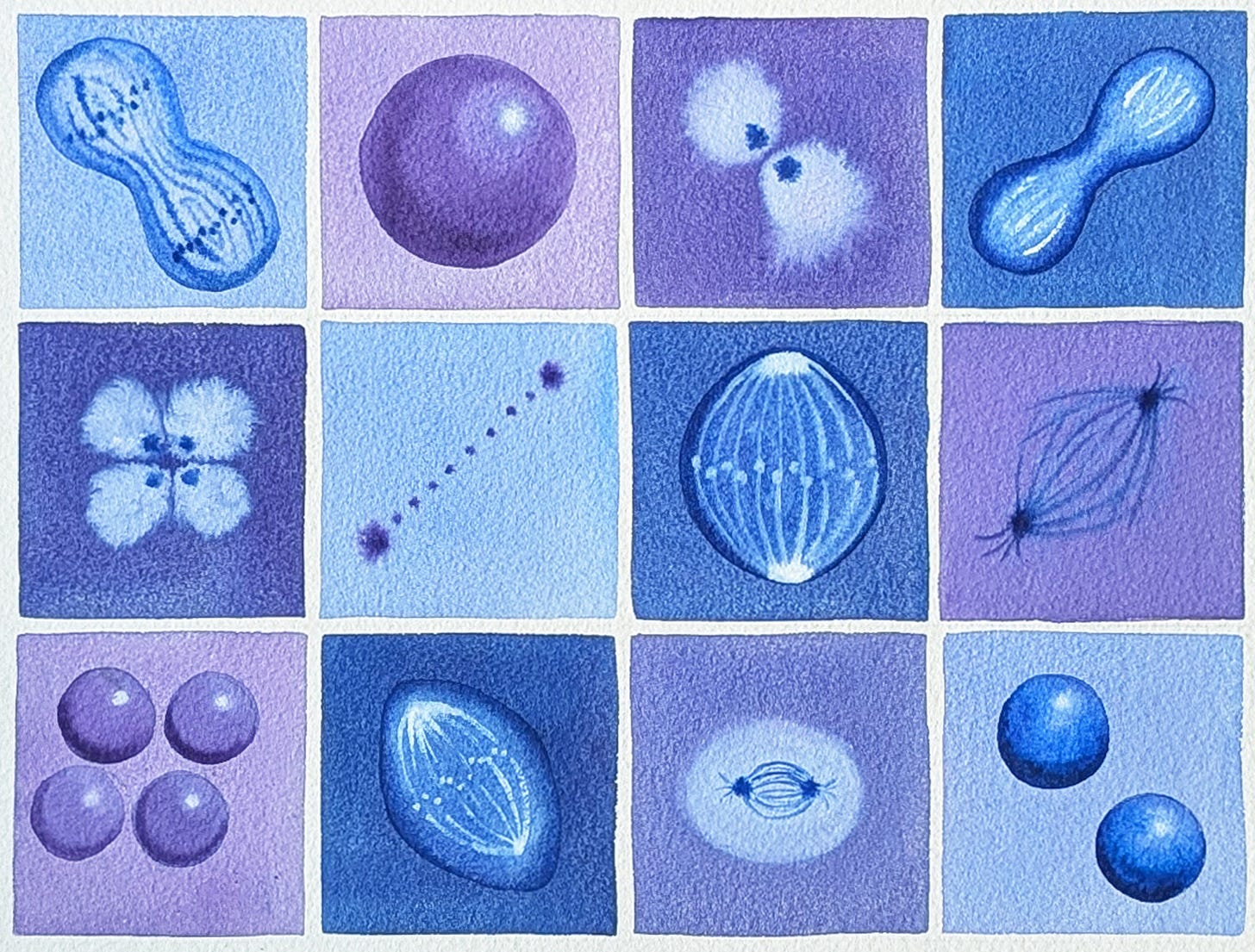 Mitosis, Mon Amour - by Michele Banks - Artologica