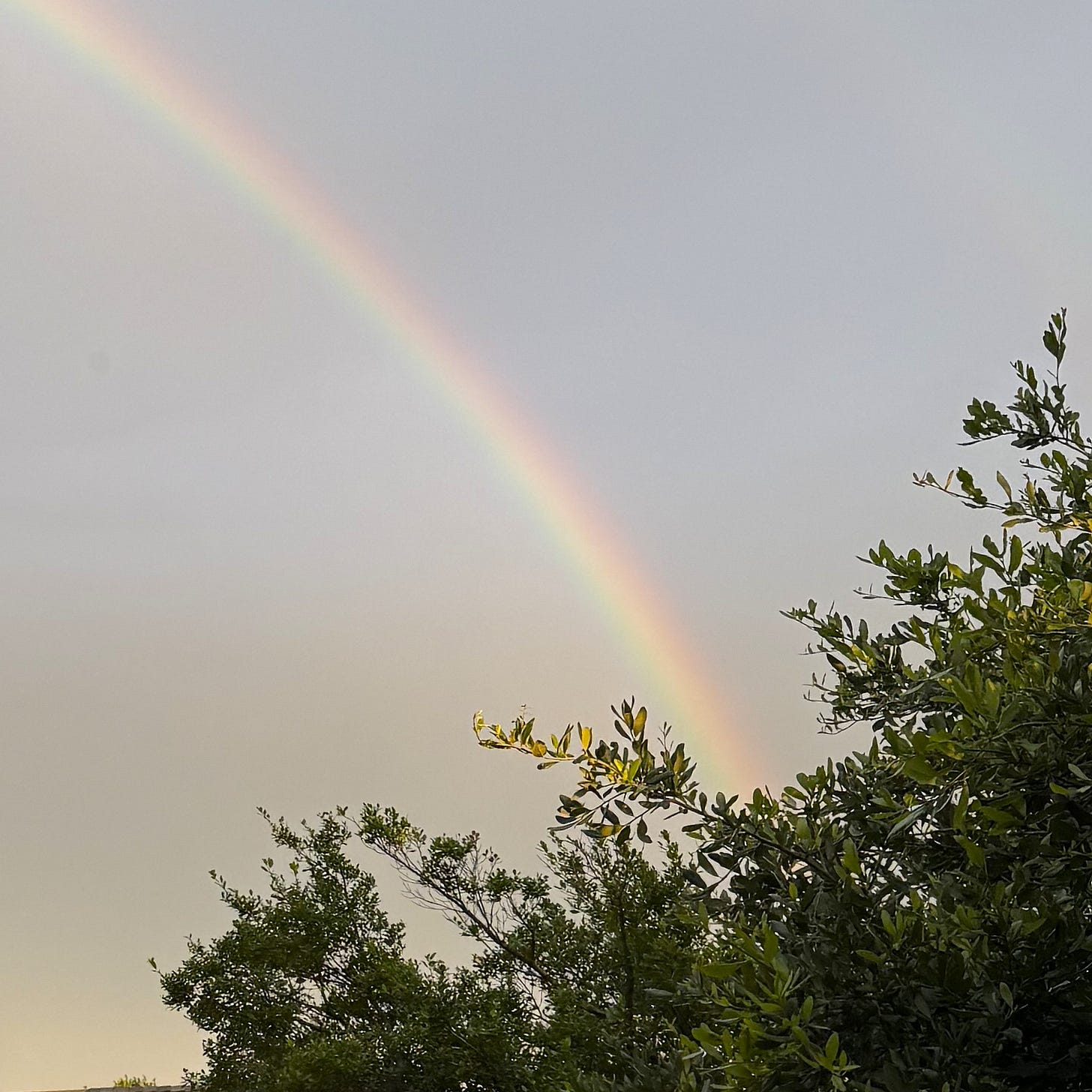 Partial arc of a rainbow stretching from upper left into trees on the lower right Partial arc of a rainbow stretching from upper left into trees on the lower right