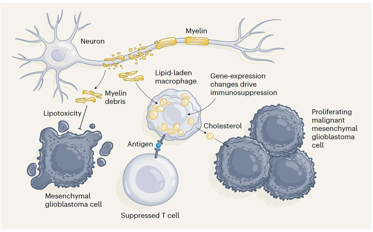 Cancer, the Master of Hijacking - by Eric Topol