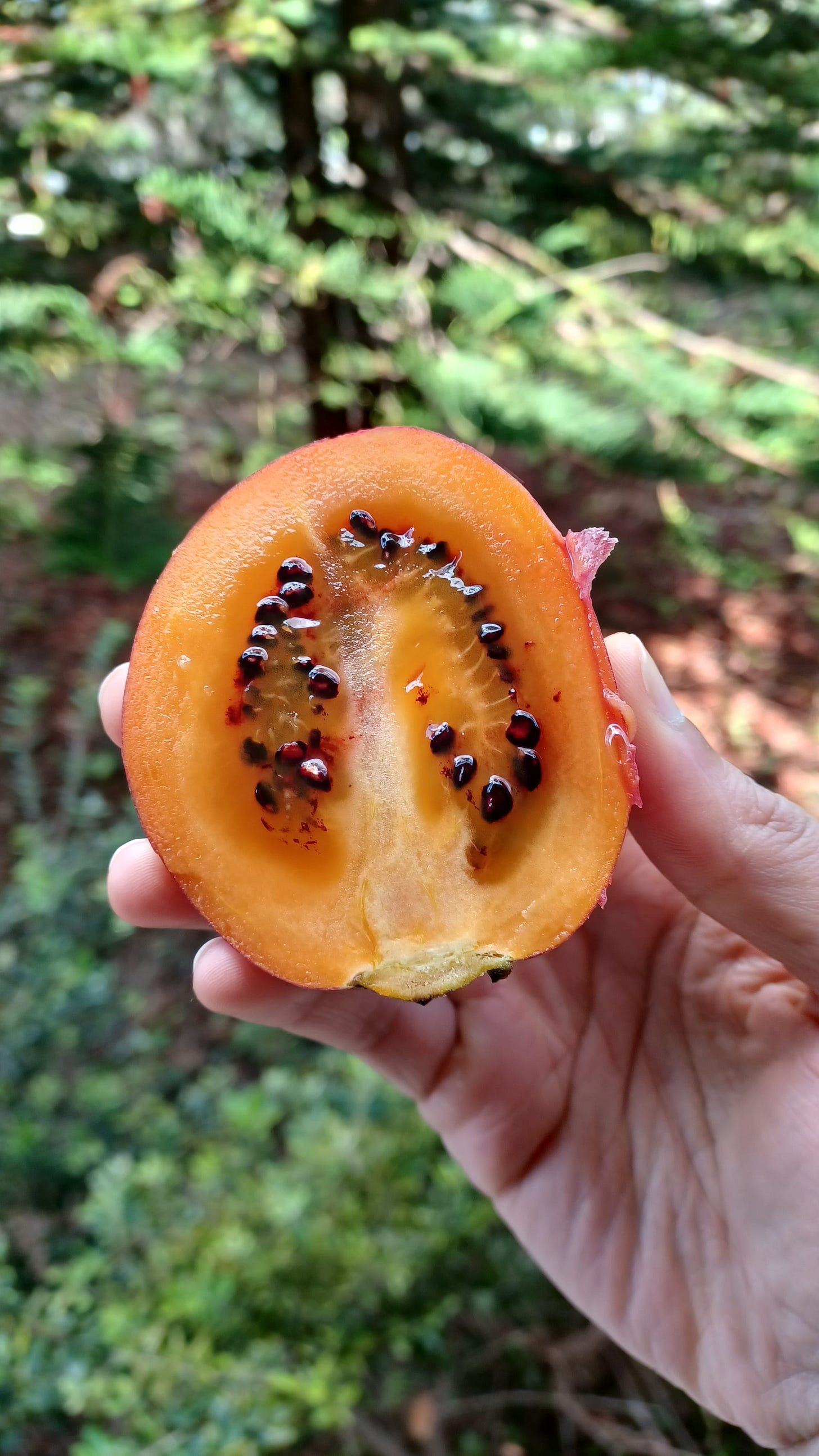 Madeira - A 6 Day Guide