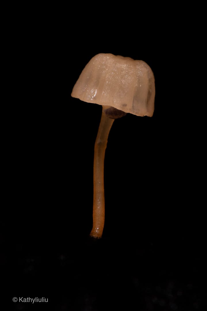 Mycena sp. 'Erua'