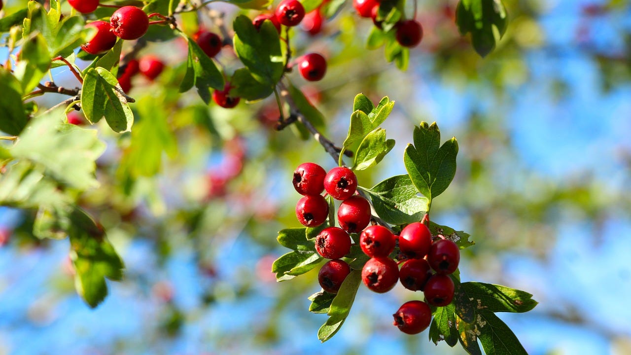 Free Hawthorns Fruits photo and picture Free Hawthorns Fruits photo and picture