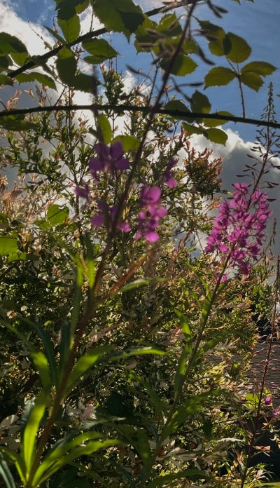 A field of fireweed on the backdrop of a bright afternoon, the pink blooms reaching to a saturated sky.