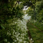 55. The Wild Enchantment Club | Be held by the soft haze of Cow Parsley