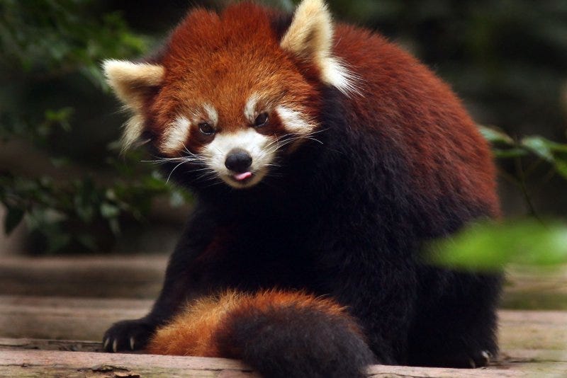 A hotel in China was ordered to cease offering a service where red pandas would be brought to guests' rooms in the morning for wake-up calls. File Photo by Stephen Shaver/UPI