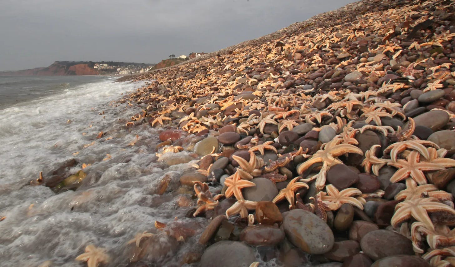 Hundreds of Starfish Have Washed Up on South Carolina Beaches - Newsweek Hundreds of Starfish Have Washed Up on South Carolina Beaches - Newsweek