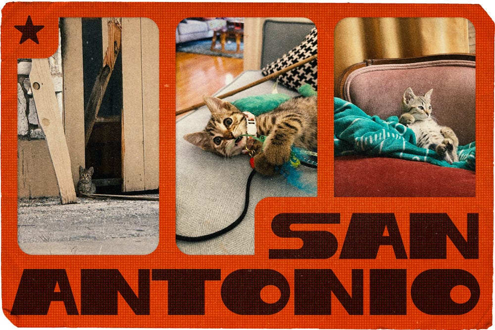 a postcard from San Antonion with three photos of rthe smae adorable little gray tabby kitten