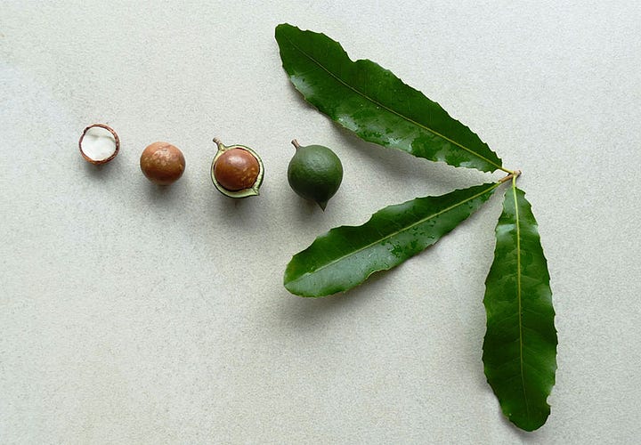 A gallery of MCT-1 cultivar macadamia nuts and tree structure as supplied by TopNut