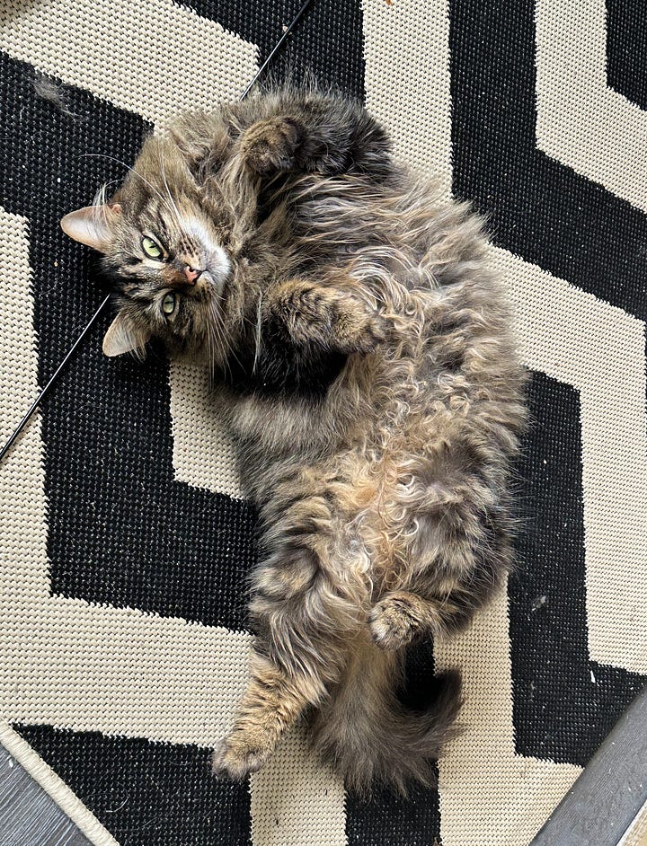 A cat on the floor directly behind my office chair.