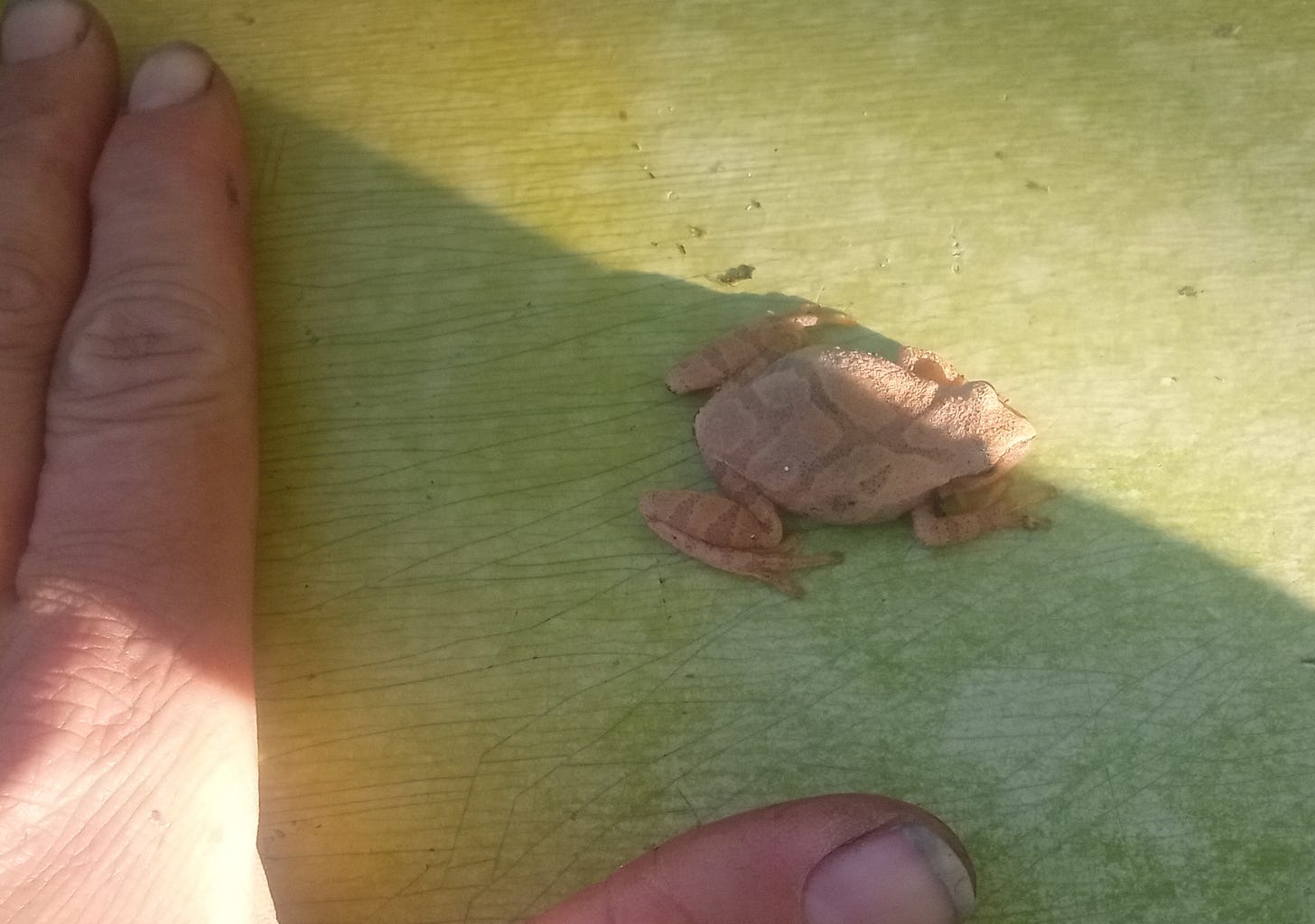 A large, tan Spring Peeper frog sits on the side of a plastic barrel. A human hand is included for scale.