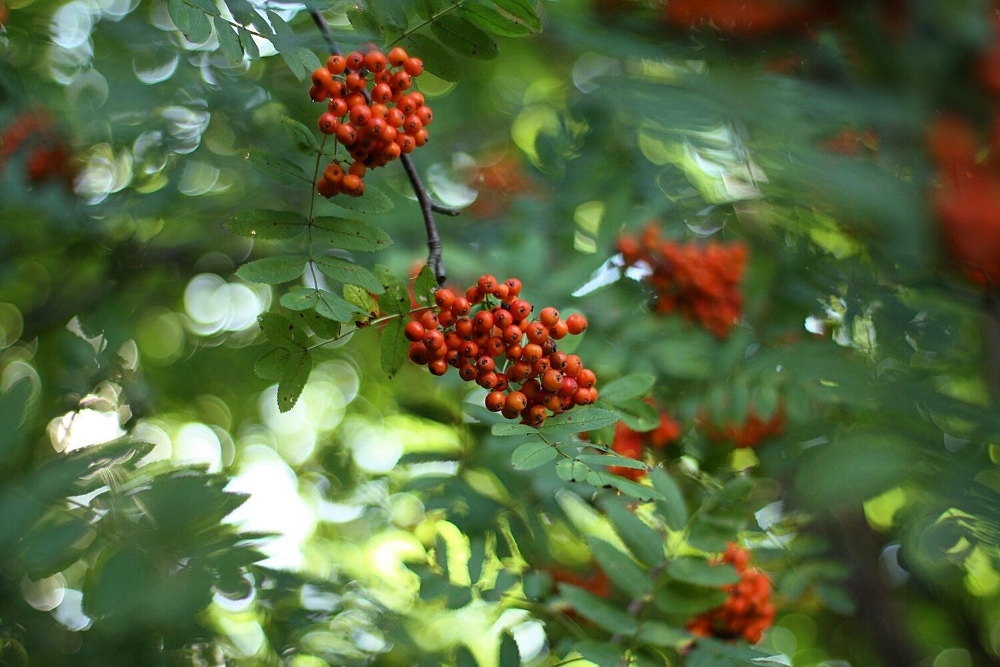Rowan Tree close-up Rowan Tree close-up