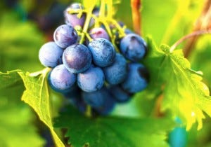 A beautiful bunch of ripe organic grapes, pictured in The Drinks Business.