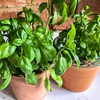 Basil.