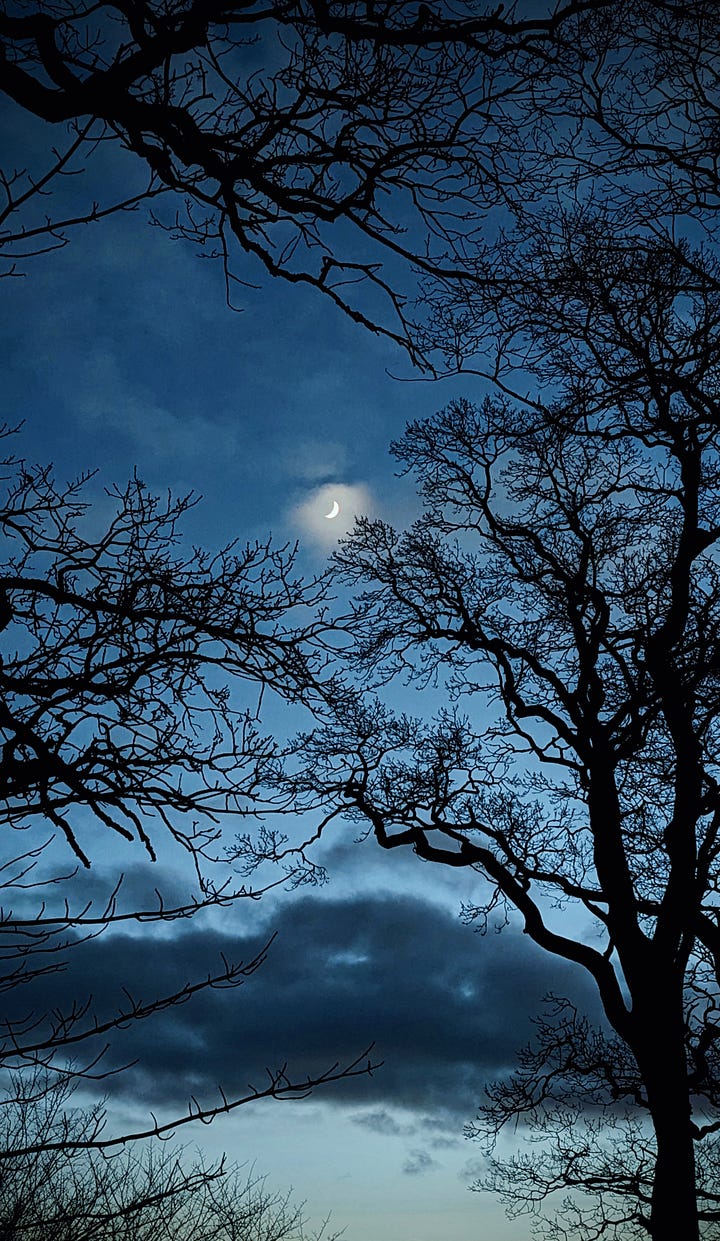 A pale white crescent moon illuminates faint clouds against a deepening blue sky, framed by sprawling inky oak branches. A spider's web lays draped over green leaves, every inch of it's perfect form covered with condensed glass beads of morning fog.
