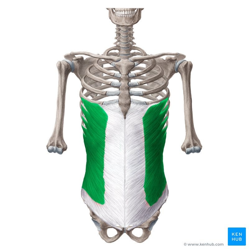 External abdominal oblique: Anatomy, innervation,function | Kenhub External abdominal oblique: Anatomy, innervation,function | Kenhub