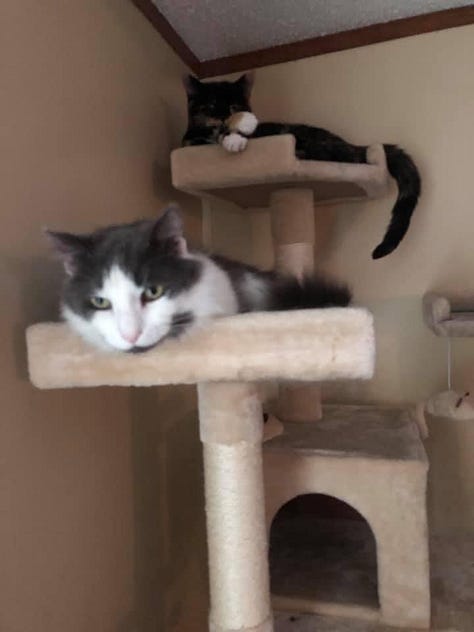 Newman's favorite poses & sleeping areas