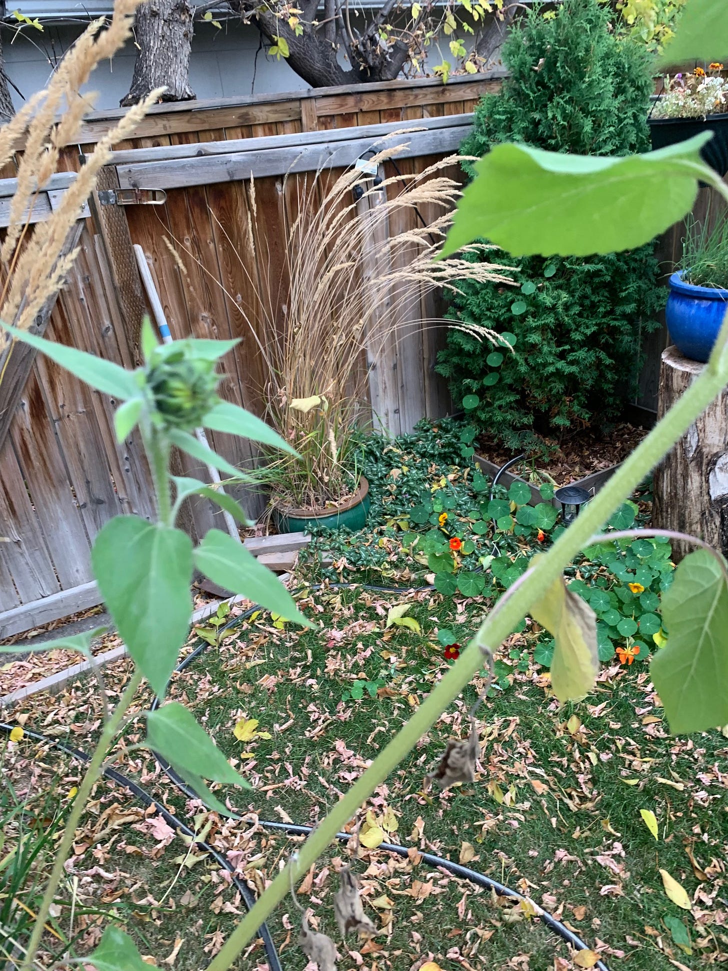a sunflower bud in the garden
