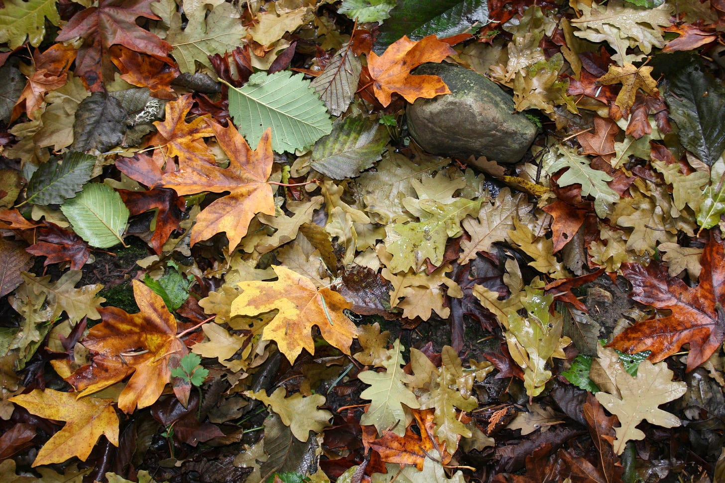 Wet November leaves. Photo by JPC.