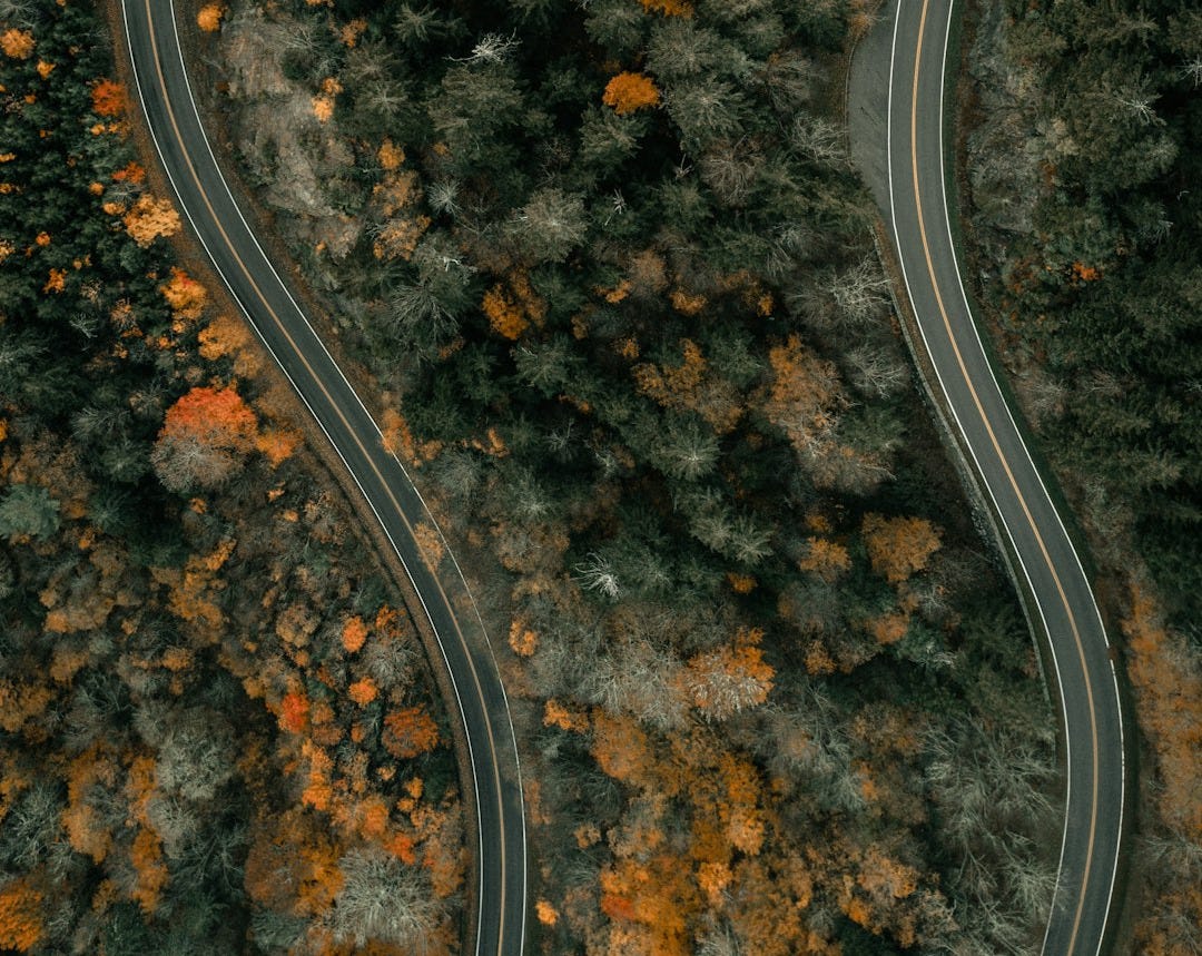 aerial view of road in the middle of trees aerial view of road in the middle of trees