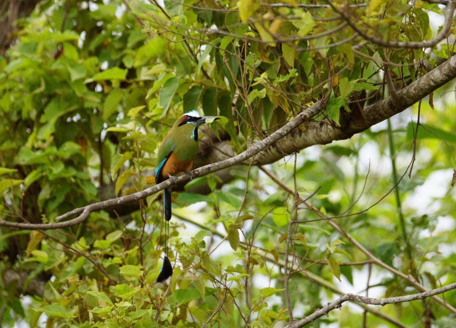 A motmot with blue-green iridescent feathers perched on a branch in the Yucatan jungle. Motmots hang out near fresh water. A motmot with blue-green iridescent feathers perched on a branch in the Yucatan jungle. Motmots hang out near fresh water.