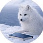 The Arctic Essayist's avatar