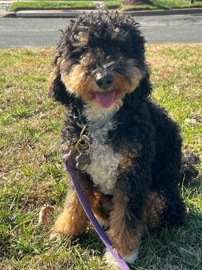 A dog sitting on grass