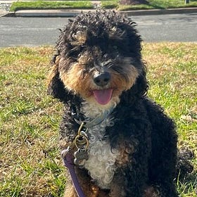 Contrarian Pet of the Week