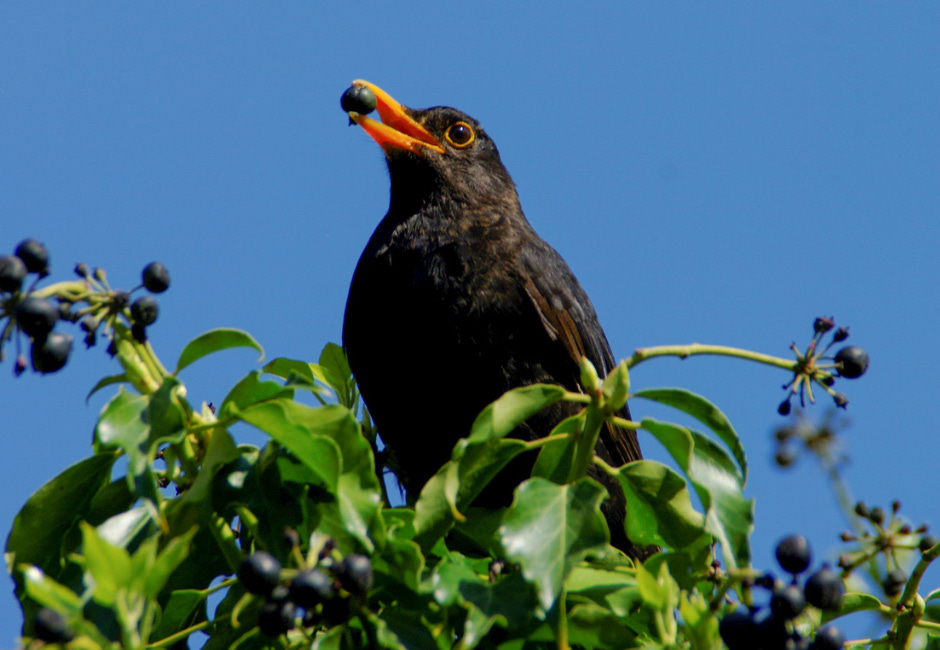Wildlife friendly gardening this winter and beyond 