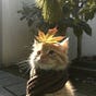 Jasmeen | جاسمین's avatar