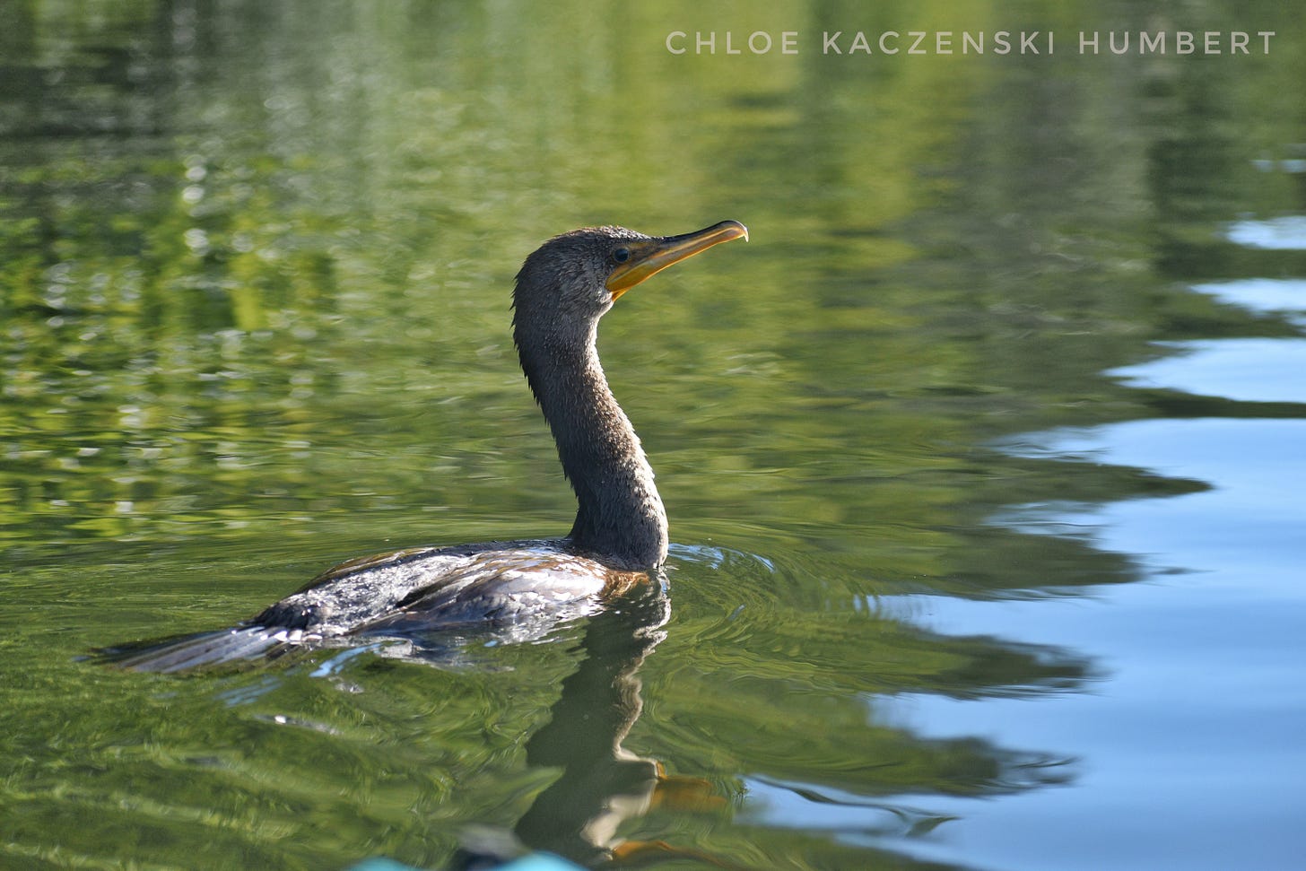 Cormorant at Lackawanna State Park in Pennsylvania. August 18, 2025. photo by chloe kaczenski humbert