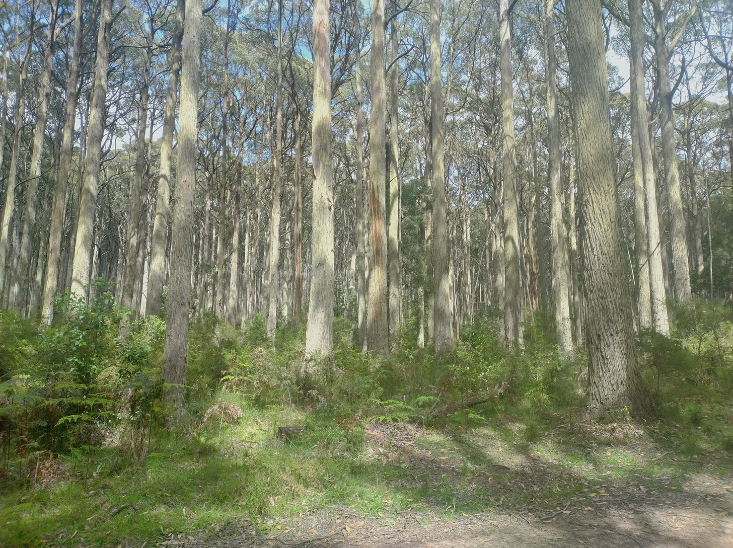 A forest of stringy bark eucalyptus trees, with bracken and other shrubs in the undergrowth. A forest of stringy bark eucalyptus trees, with bracken and other shrubs in the undergrowth.