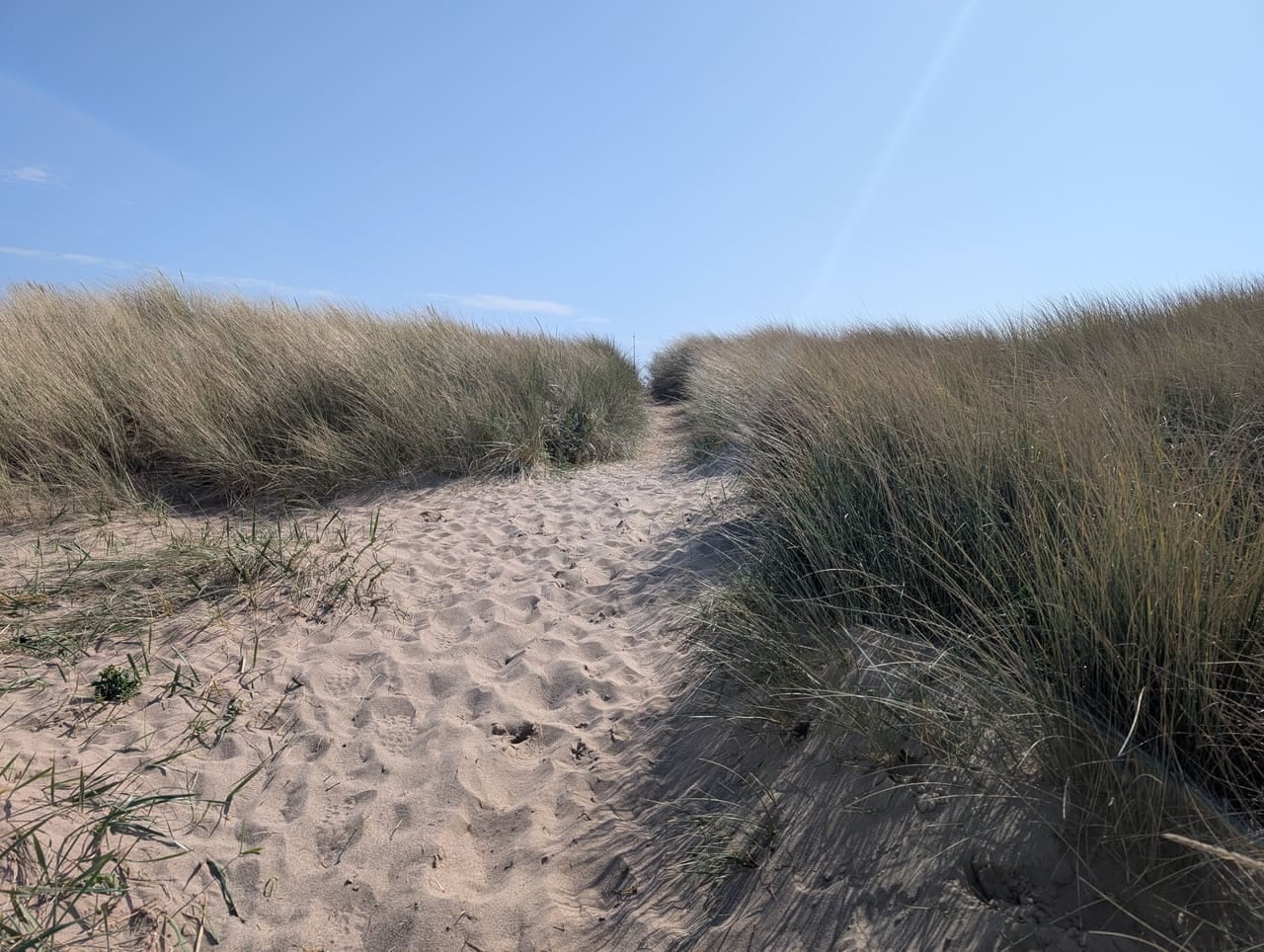 Path through marram grass over the sand dunes Path through marram grass over the sand dunes