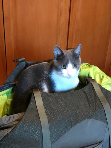 Gray and white cat inside a backpack Gray and white cat inside a backpack