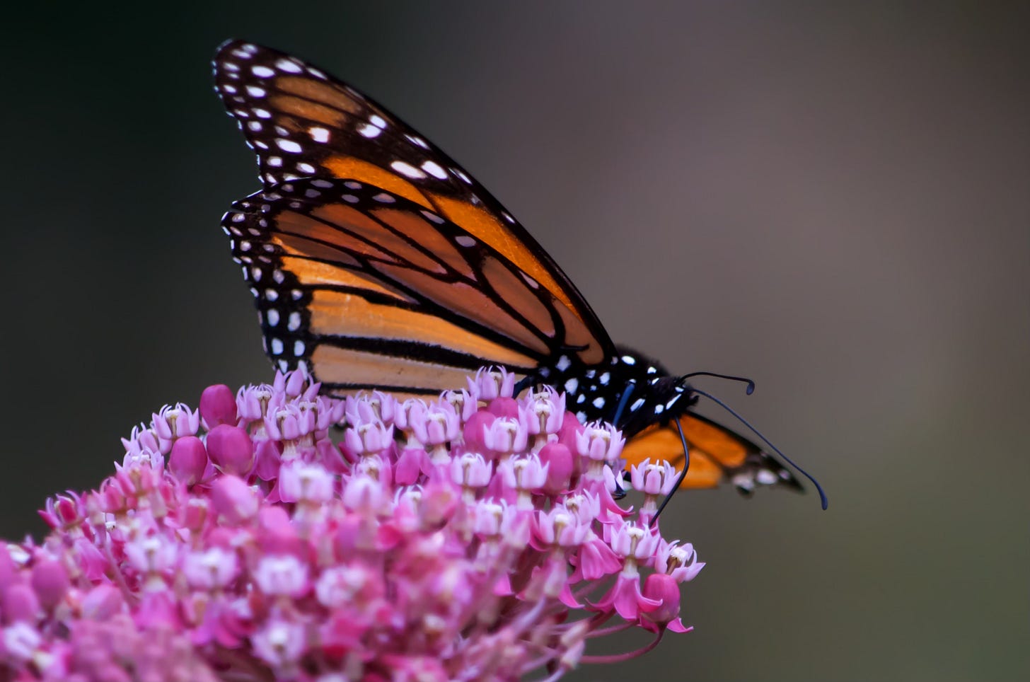 Monarch Butterfly on pink Swamp Milkweed blossom.