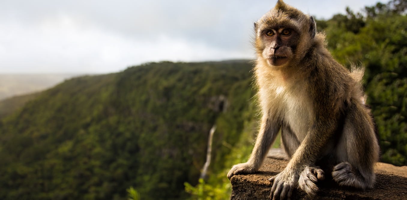 The macaque monkeys of Mauritius: an invasive alien species, and a major  export for research