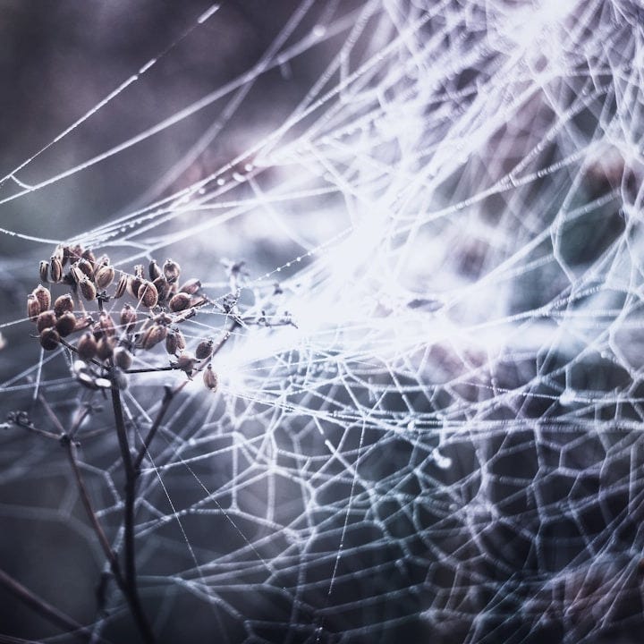 a close up of a spider web a close up of a spider web