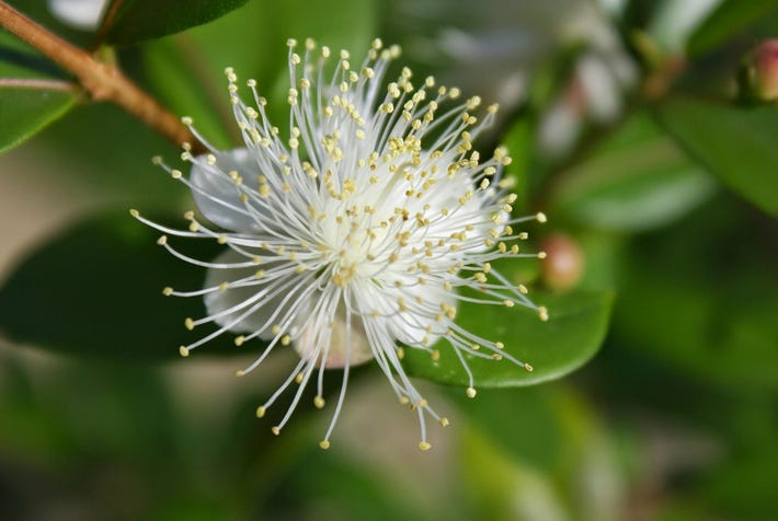 Contenu de l’article