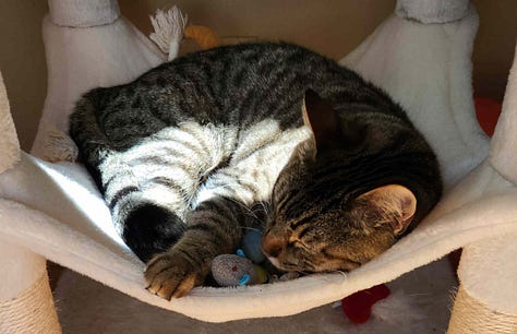 kitty sleeping