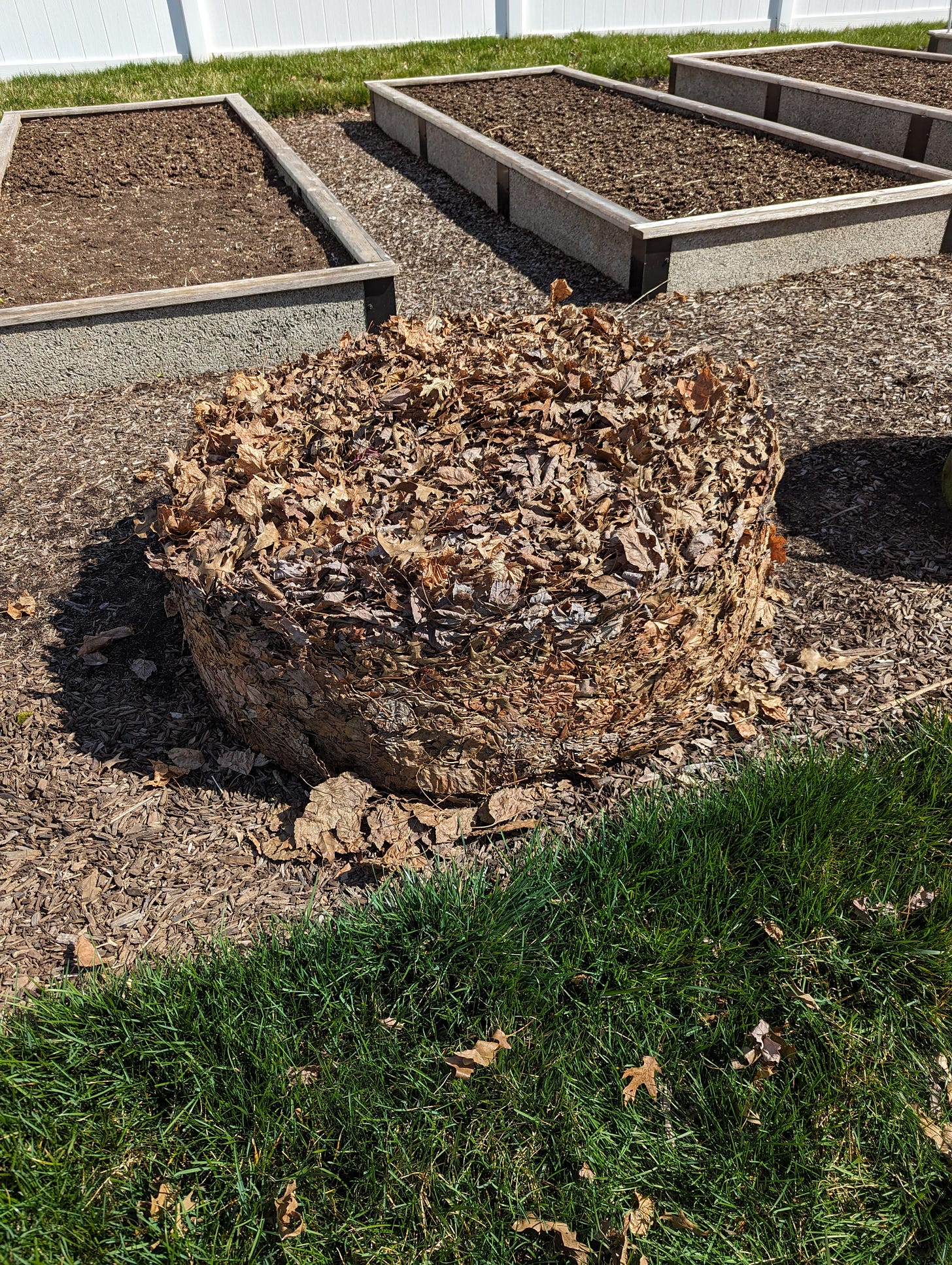 The contents of a Geobin with the Geobin removed.  The leaves have composted down into a sturdy puck.