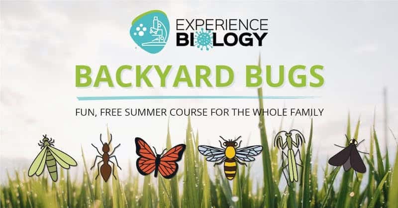 FREE Summer Course for the Whole Family - Backyard Bugs! FREE Summer Course for the Whole Family - Backyard Bugs!