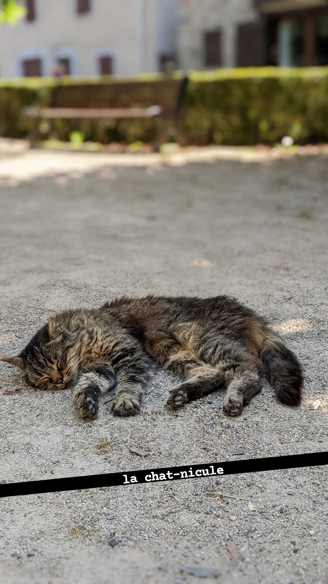 Lazy cat on a hot day