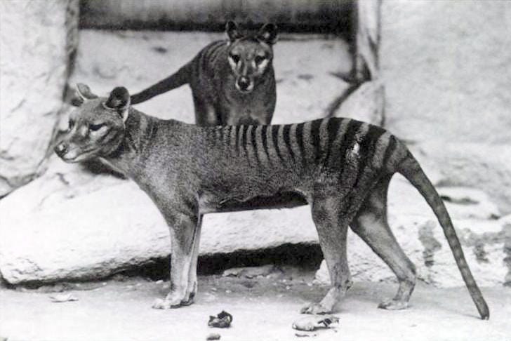 Thylacine - Wikipedia Thylacine - Wikipedia