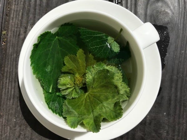 Ladies mantle green hand-shaped leaves with dew drops and a cup of ladies mantle tea
