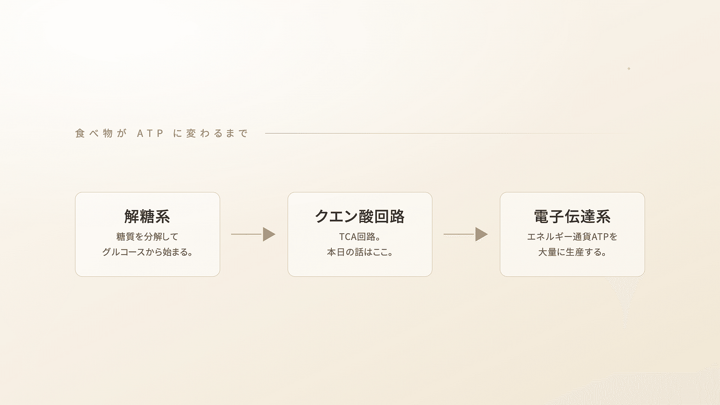 解糖系クエン酸回路電子伝達系 | 精密栄養学